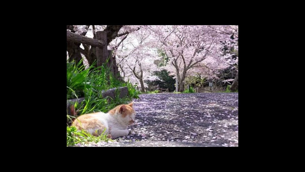 未来予想図II DREAMS COME TRUEカバー