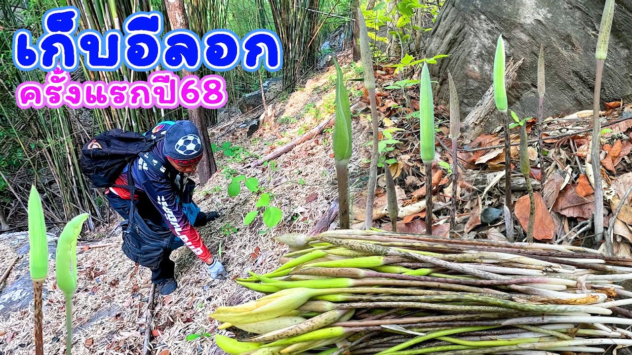 ออกแล้ว!!เก็บอีลอกออกใหม่ต้นอ่อนๆงามๆ ครั้งแรกปี68