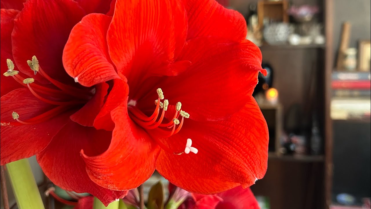 My love of Amaryllis 