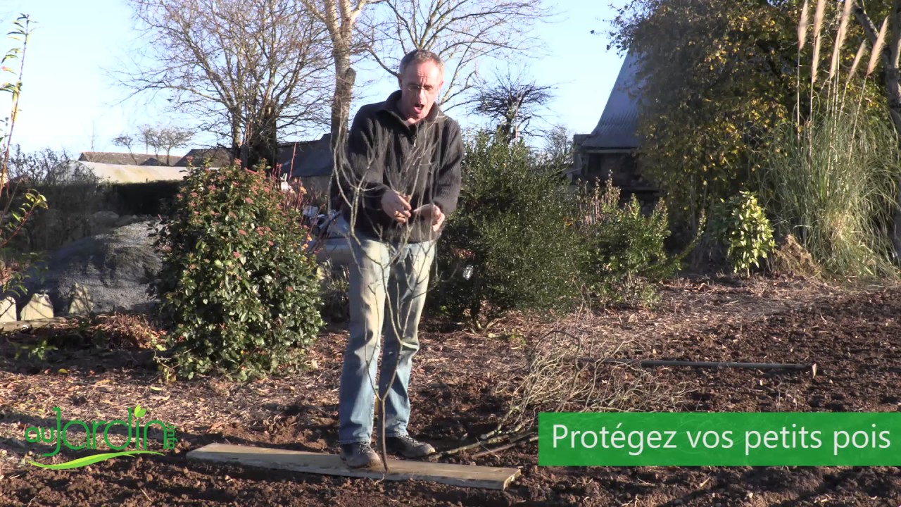 COMMENT SEMER des PETITS POIS ?