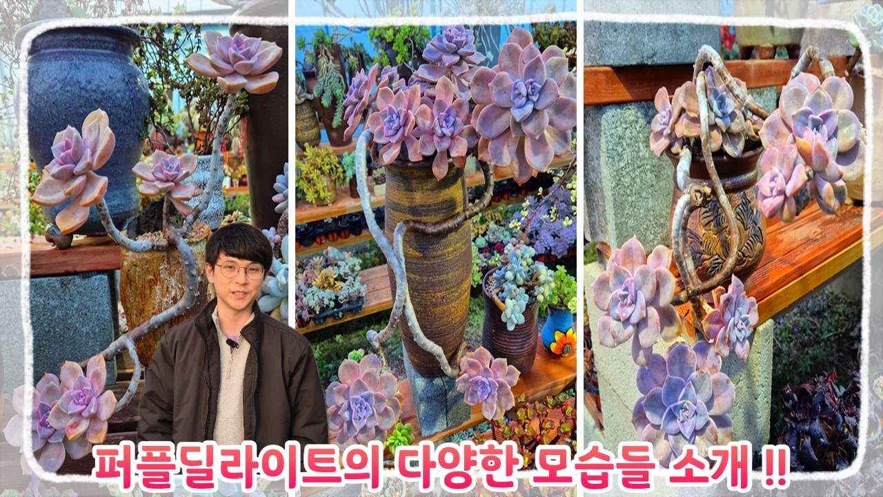 똑같은 퍼플딜라이트인데 어떻게 이렇게 각기 모양이 다르지!? 꽃이다농장 퍼플딜라이트 컬렉션 함께 감상해요~