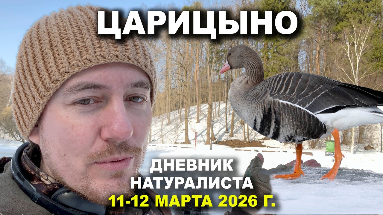 Царицыно. Дневник натуралиста 11-12 марта 2026 г.