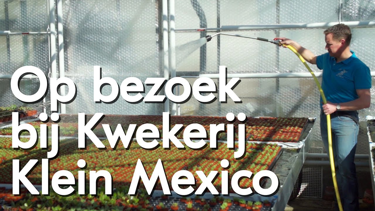 Biologische Kwekerij Klein Mexico