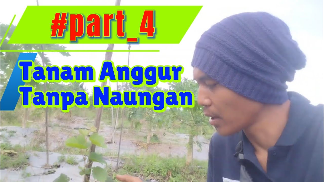 3 Minggu Tanam Anggur Tanpa Naungan #part_4 