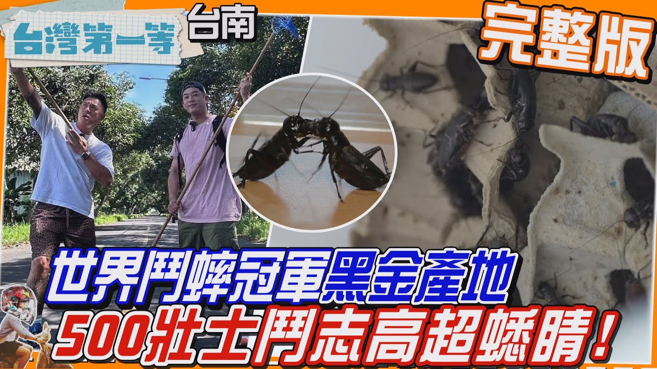 [全新] 台南【全台唯一最"芒"市場！期間限定"龍眼香芒果、蜜煌、黑美人、西施"芒吃大會/「世界鬥蟀冠軍-國寶大師」黑金產地500壯士深埋洞 鬥志高超蟋睛】│2024.08.04│《台灣第一等》完整版