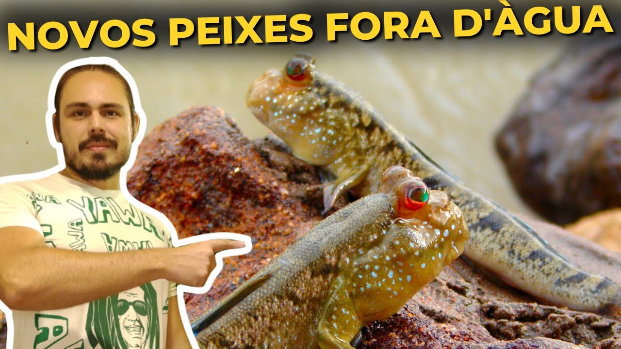 🔴NOVO AQUÁRIO DE MUDSKIPPER NA FISHROOM! |Mr. Betta|