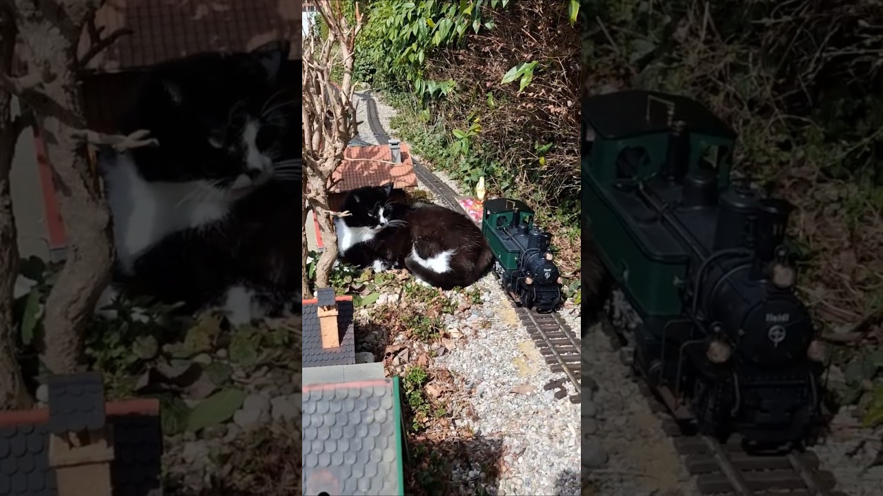 Happy Easter 😺🐰🐣🚂😉 #gardenrailway #gartenbahn #katze #cat