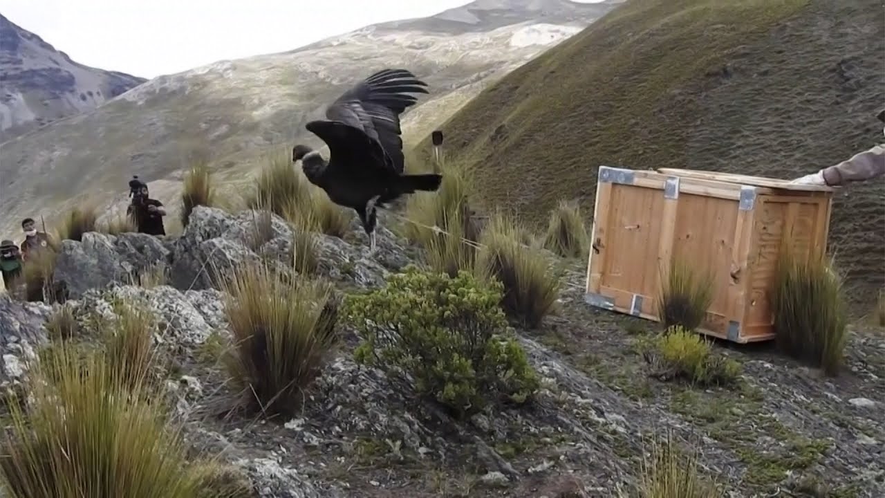 Liberan en Bolivia a dos hembras de cóndor andino en peligro de extinción