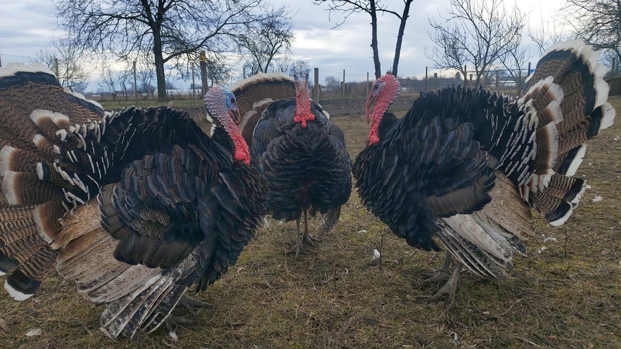 Curcani țărănești și bibilici standard 🦃