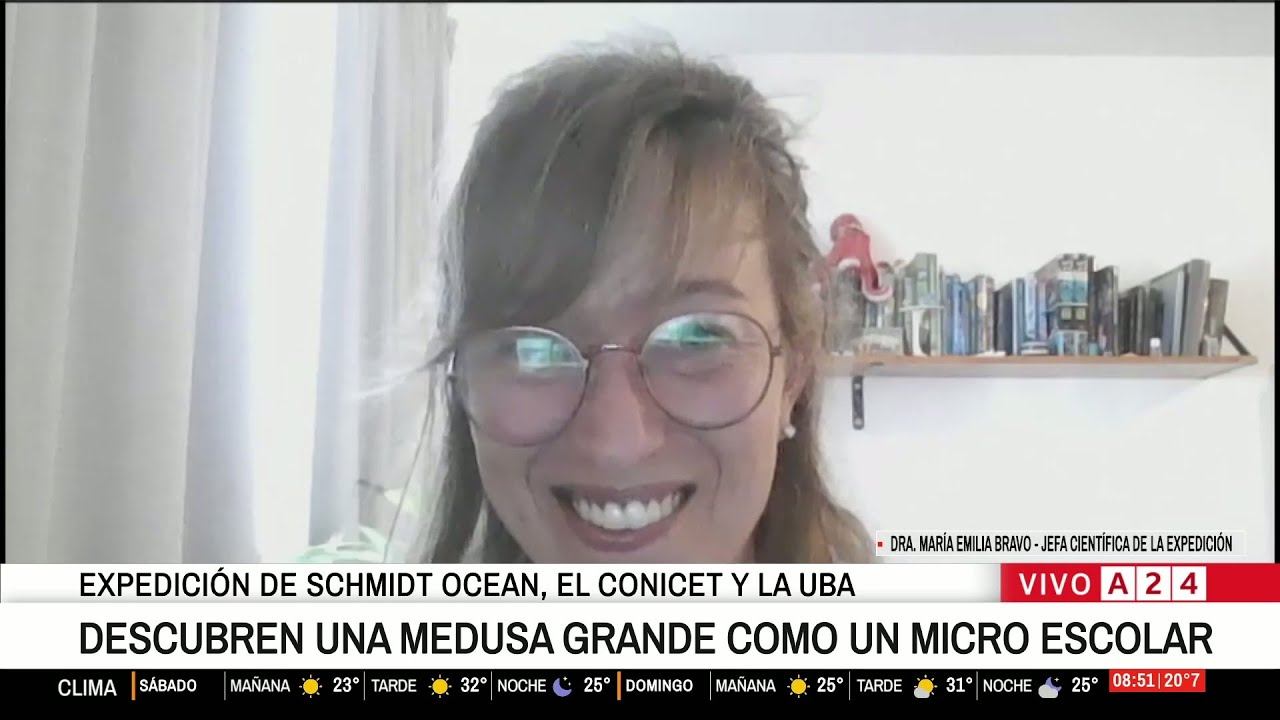 🔵 DESCUBREN UNA MEDUSA GRANDE COMO UN MICRO ESCOLAR
