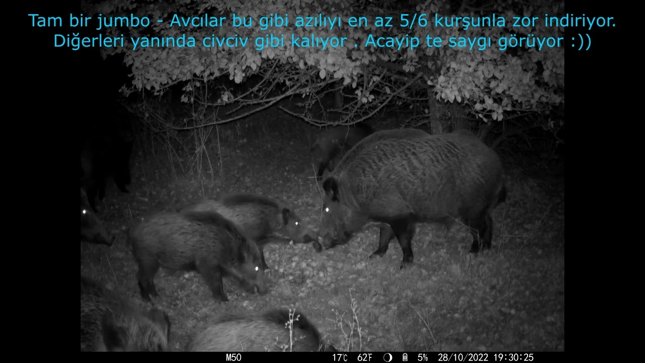 Ayşepınar K&ouml;y&uuml; Yaban Hayatı -4 / K&ouml;ydeki  En B&uuml;y&uuml;k Domuz