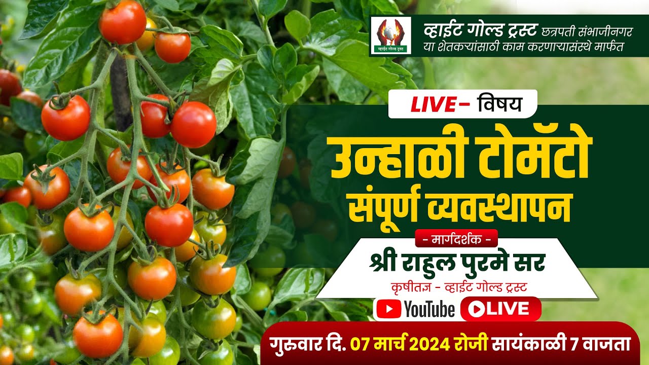 उन्हाळी टोमॅटो संपूर्ण व्यवस्थापन