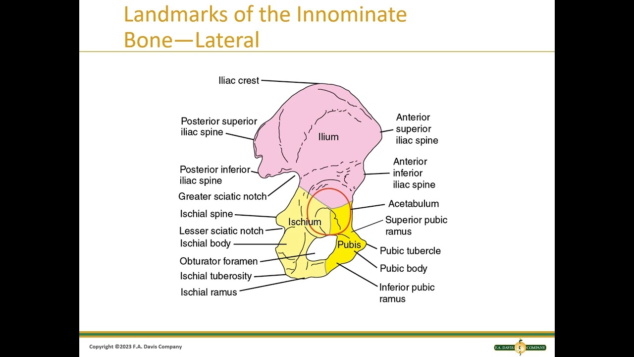 Chp 10 Pelvis