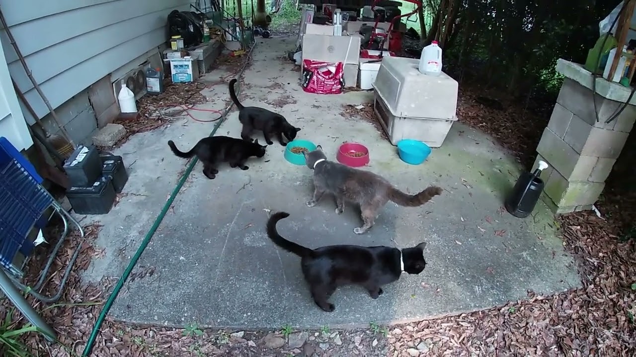 Its That Time of the Day,  Kitty Chow Time for the Kitty Krew !