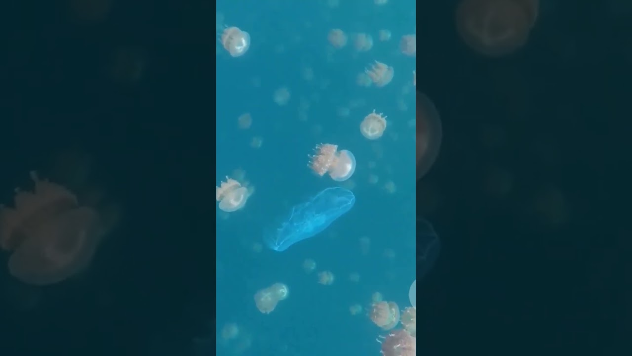 Best time to visit Guam for an ocean adventure