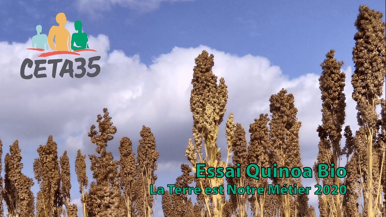 #LTNM - Essai Quinoa Bio CETA35 2020