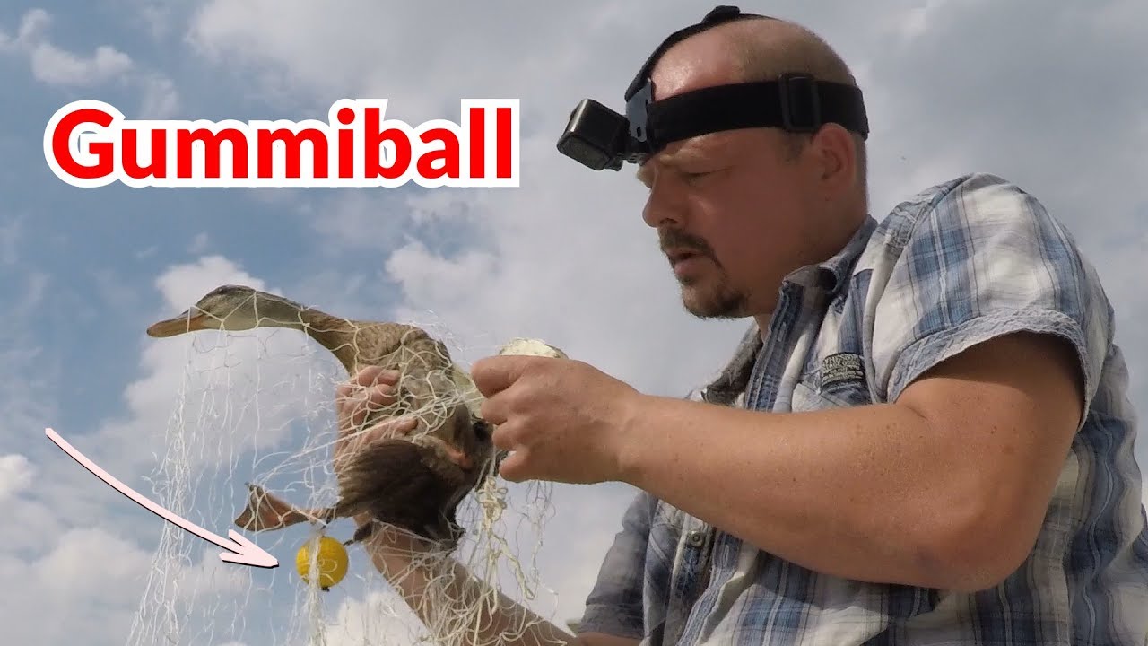 Ente mit Gummiball - Tiernotruf #102