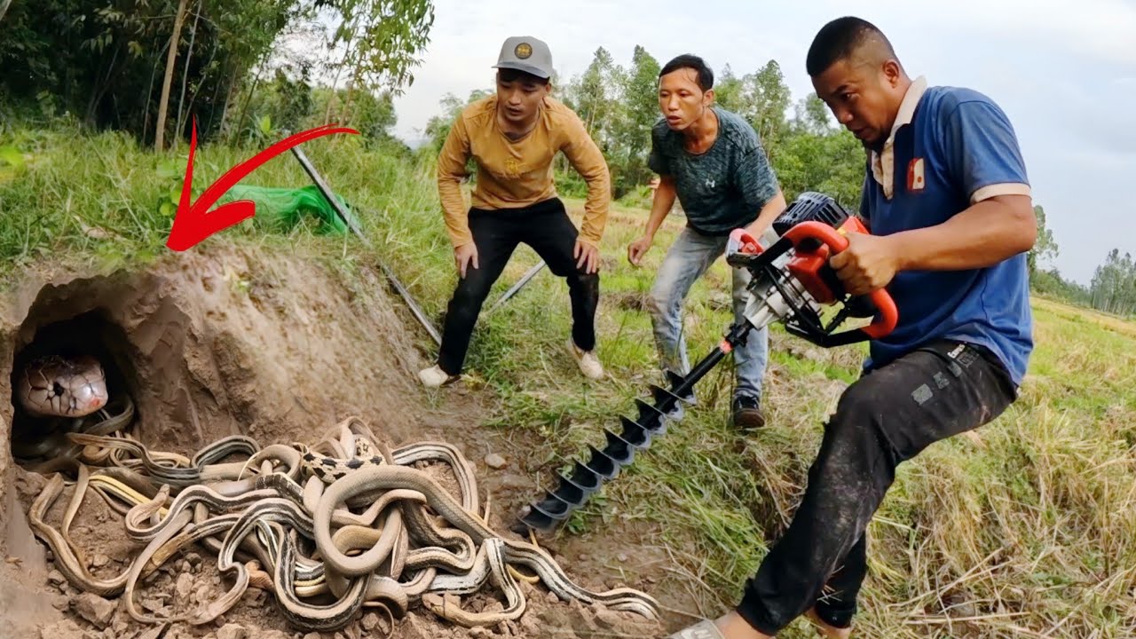 Brave Experts Catch 100 Giant Snakes By Hand