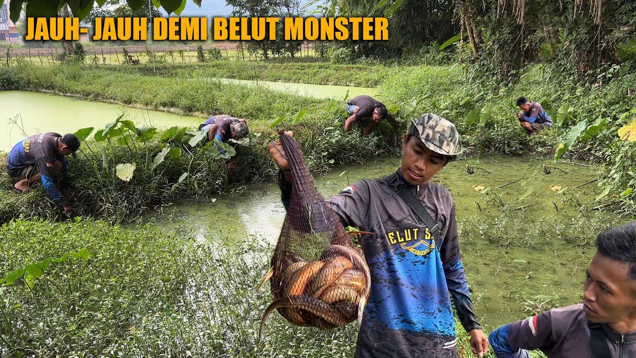 GREBEK PETAKAN KOLAM BONGKOR JADI DISARANG BELUT MONSTER