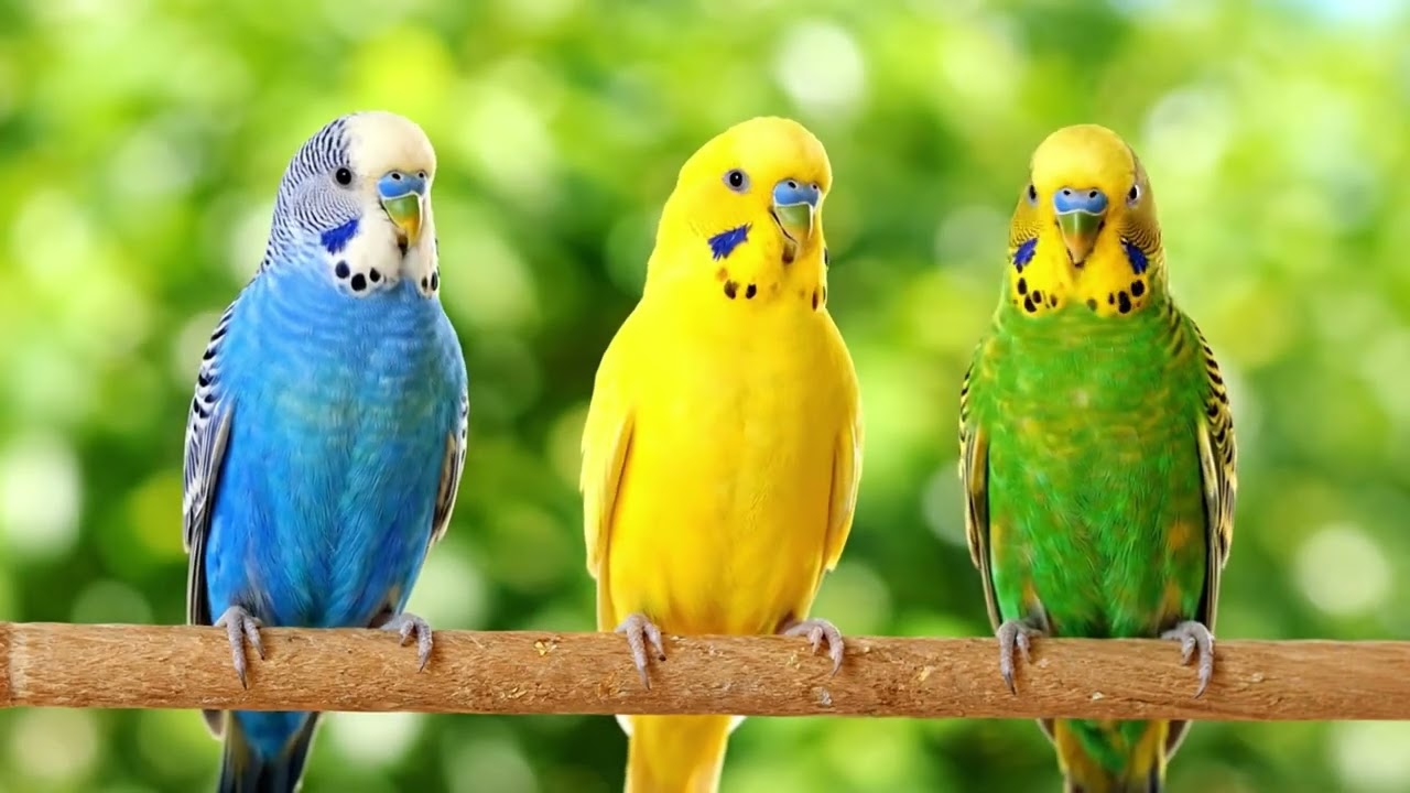 Peaceful 4K Birds & Piano: Nature’s Lullaby for Sleep and Mindfulness