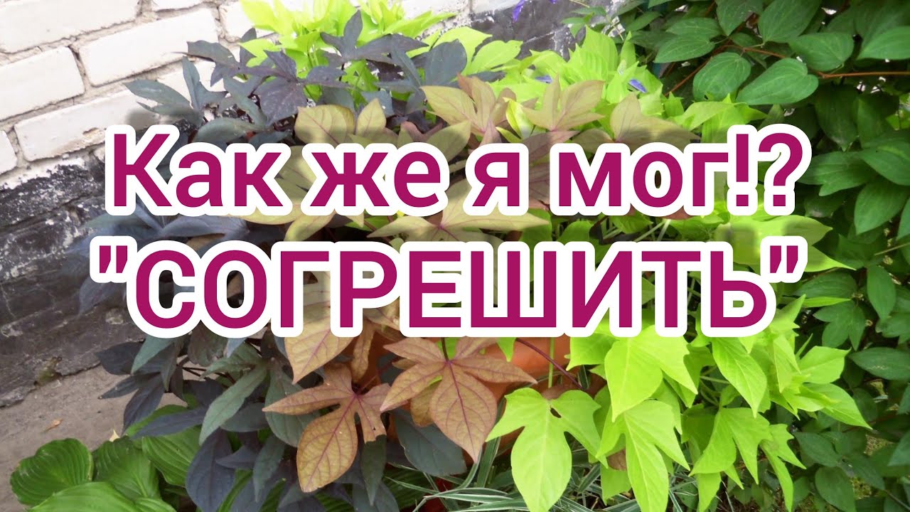 Батат из Магнита,как посадить?🌱