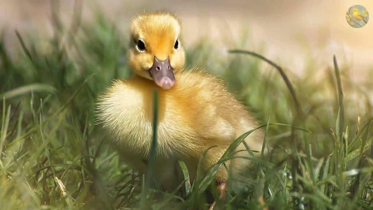 Restore Your Nervous System 🌱 Relaxing Music & Nature Sounds for Deep Sleep and Stress Relief