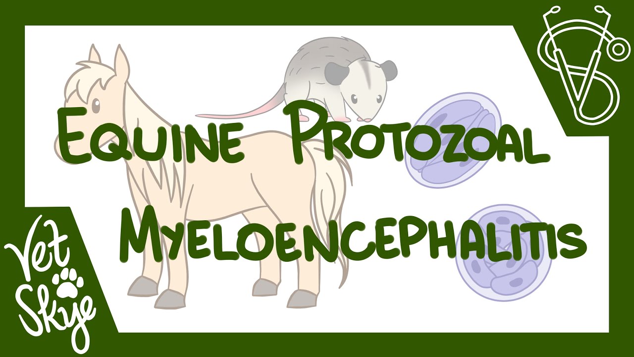 Equine Protozoal Myeloencephalitis - causes, life cycle, pathophysiology, diagnosis, treatment