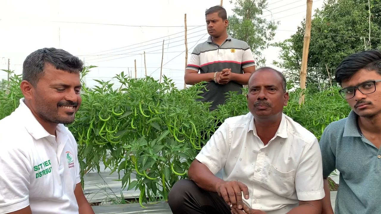 SCT वैदिक हिरवीगार, कडक, भरगच्च मिरची🌶️३० गुंट्यात २ टन उत्पादन, रोज निघतो 200 कि. चा तोडा‼️