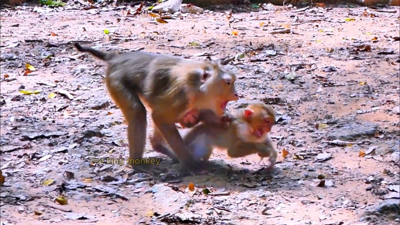 Oh No pity monkey liby bite her baby monkey.