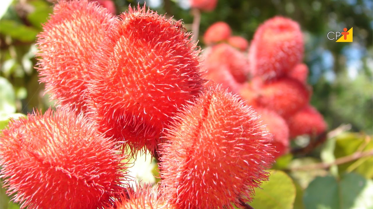 Curso a Distância Cultivo de Urucum e Produção de Corantes Naturais CPT