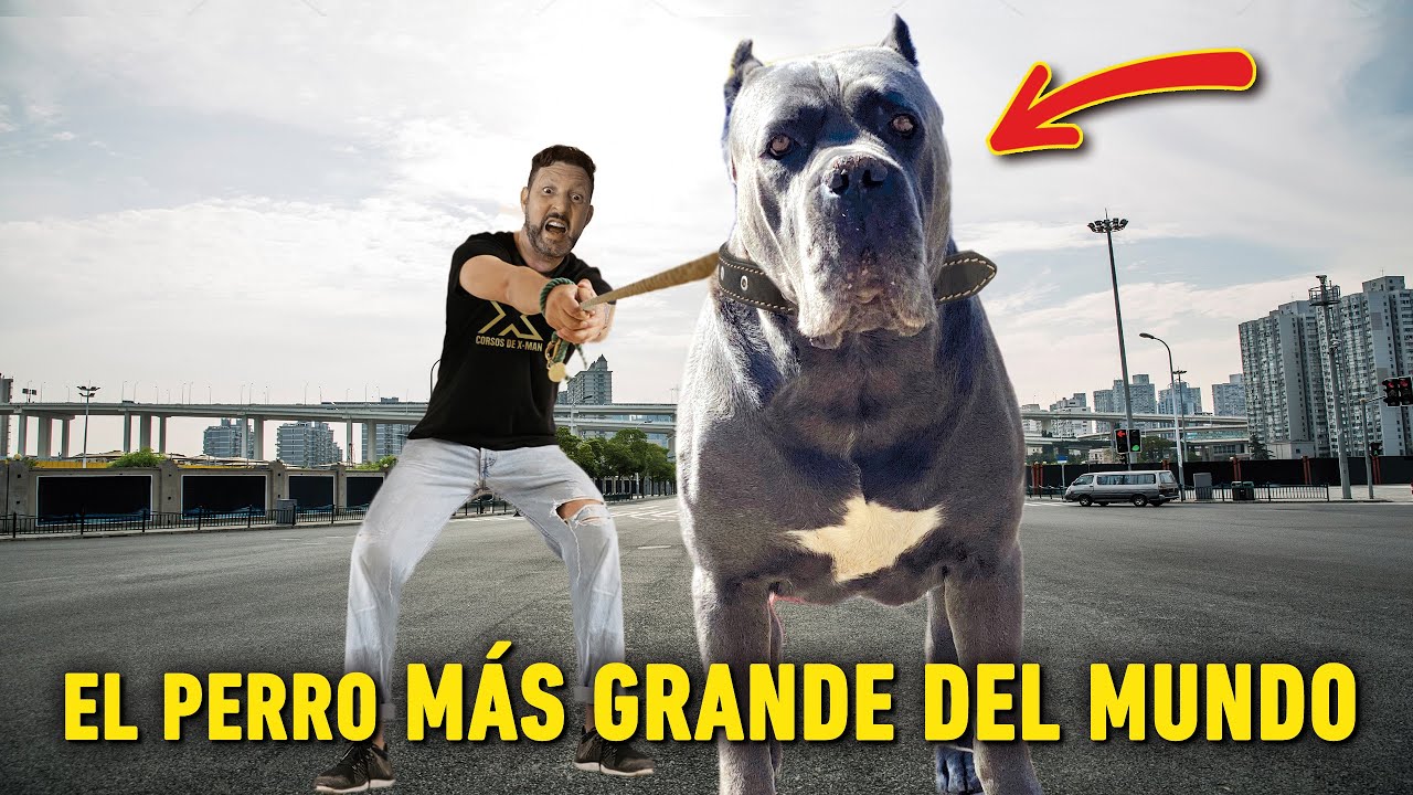 EL PERRO mas GRANDE del MUNDO cane corso