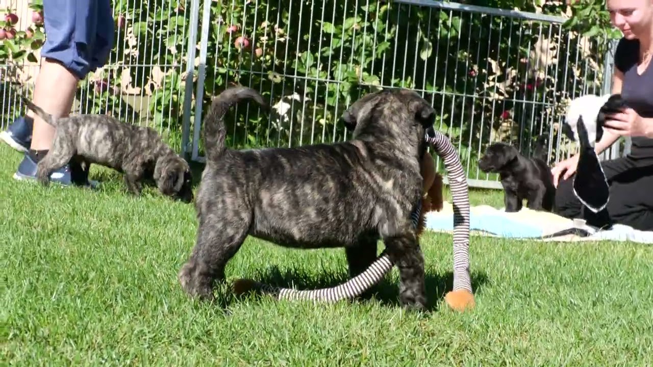 5 Wochen alte Presa Canario Welpen von Uganda.