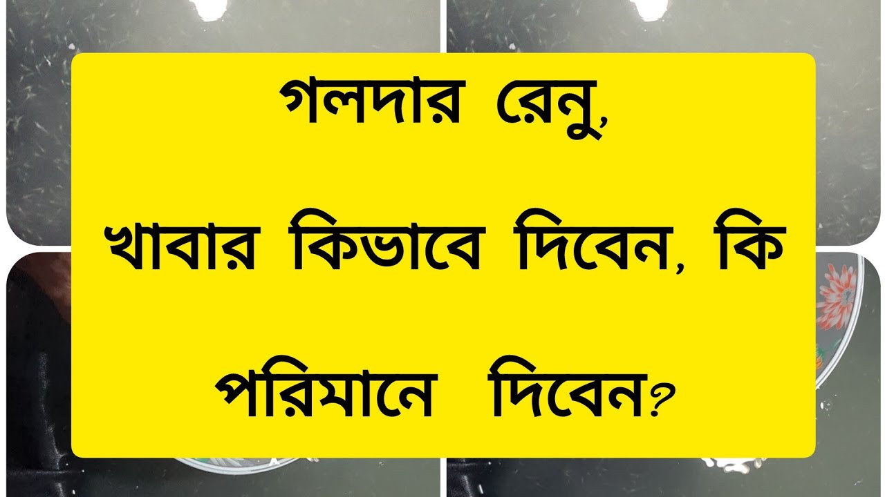 কিভাবে এবং কি পরিমান গলদা রেনুর খাদ্য দিবেন?