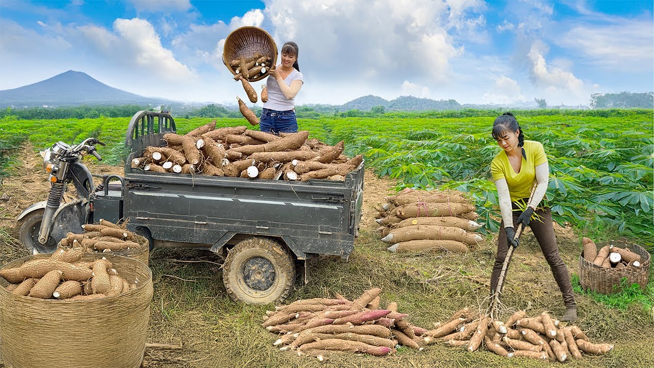 TIMELAPSE -- Use Truck to Harvest 1000+ Giant Cassava Roots from Villagers, Go to Market Sell