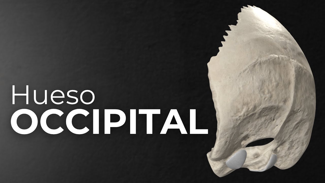 Hueso occipital: Agujero yugular, prensa de Herófilo y foramen magno | Anatomía