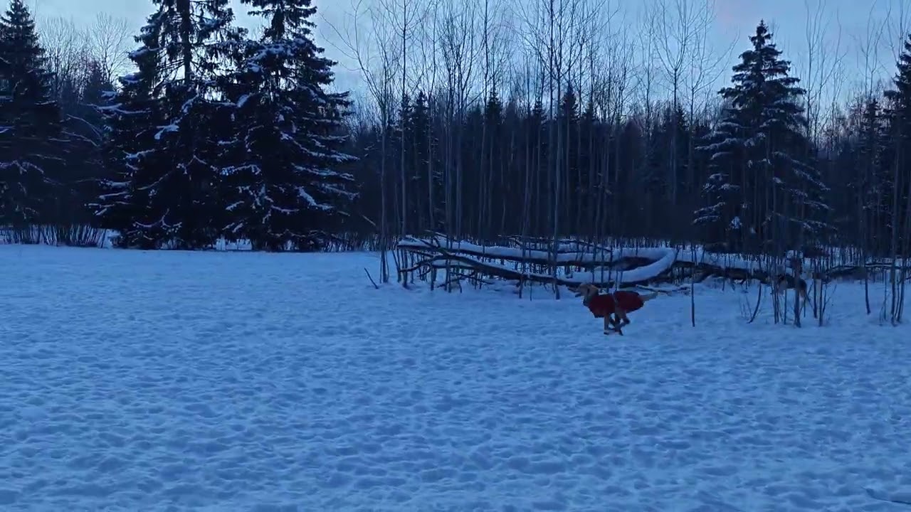 Boys with their friends in Pitkäkoski dog park