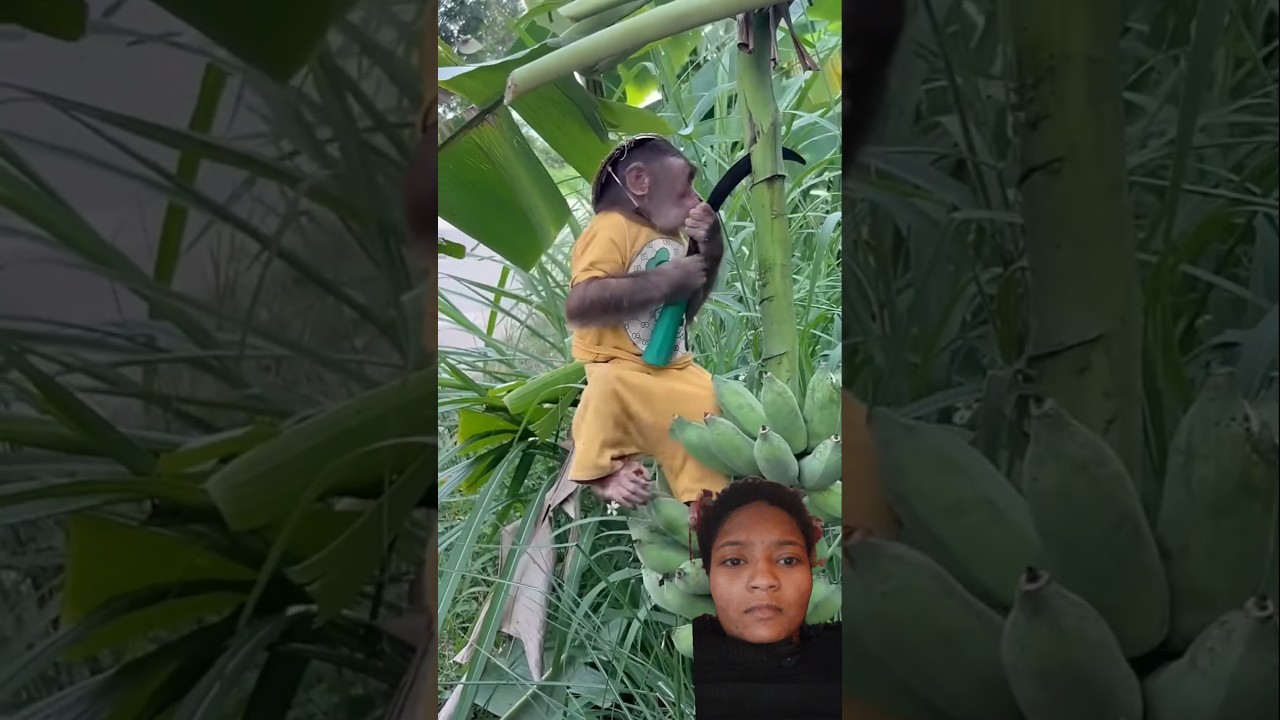 #babymonkey