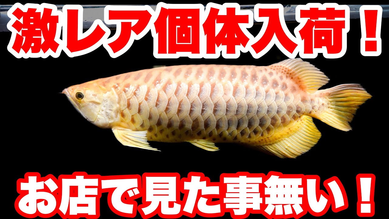 【ショップ訪問】レア魚キタ！これは凄い！#大型魚 #アジアアロワナ #アロワナ #aquarium #古代魚 #アクアリウム