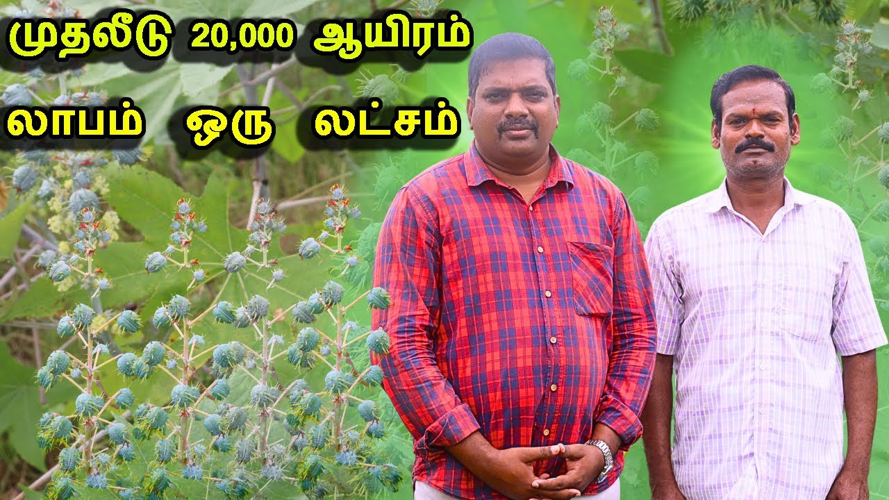 முதலீடு 20,000 லாபம் ஒரு  லட்சம்  ஆமணக்குகொட்டமுத்து மானாவாரி விவசாயம் | Castor oil seed cultivation