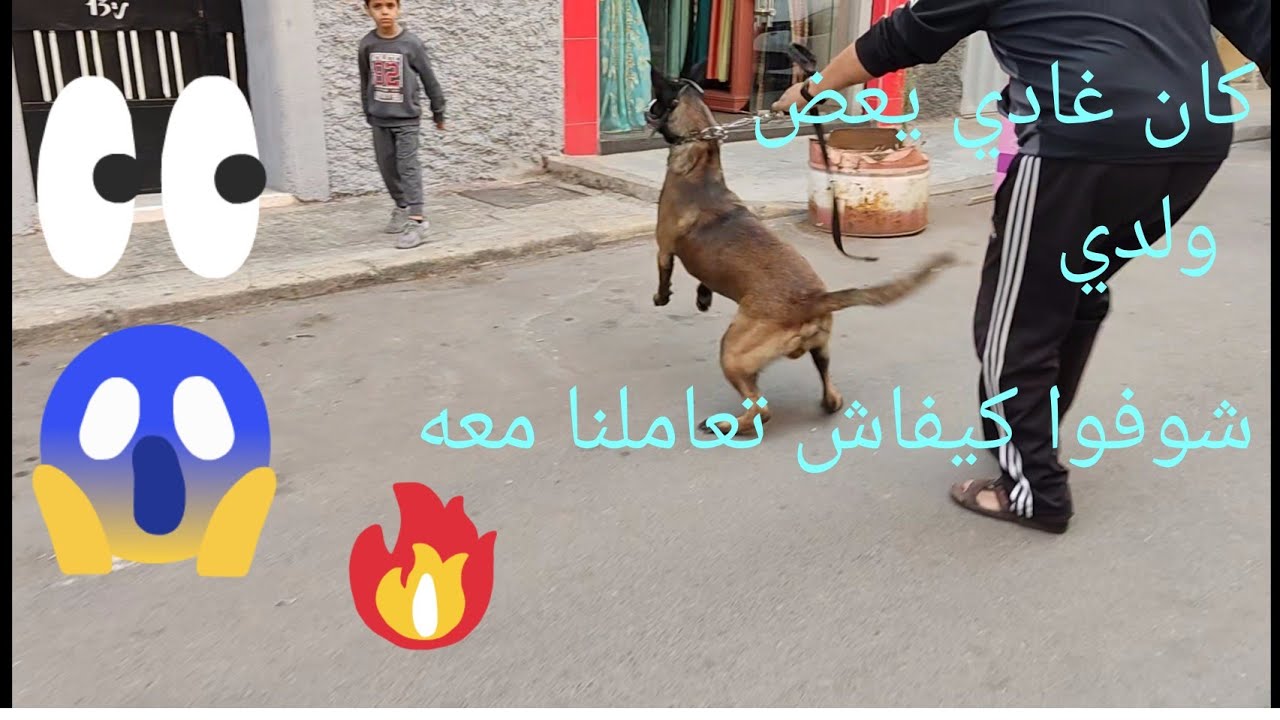 شوفوا هذا الكلب كان غايعض ولدي وشوفوا كيفاش تعاملنا معه في الاخير💚💚💚💚💚👍👍👍🥰