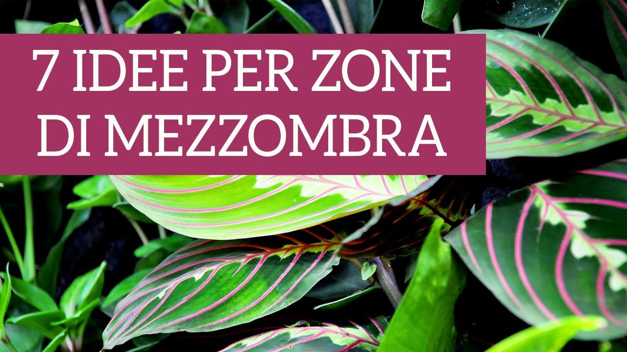 7 piante d'appartamento perfette per zone di mezzombra!