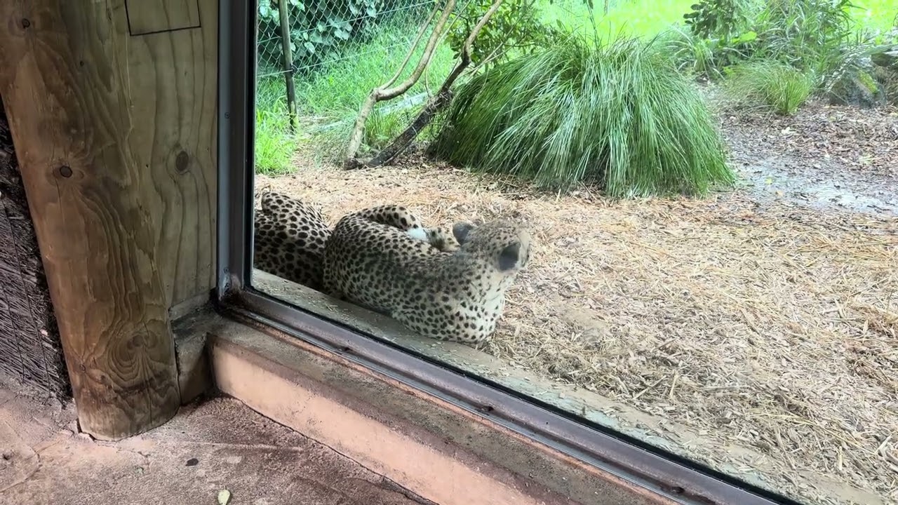 Auckland Zoo (2025-11-13, Auckland, New Zealand) [4K]