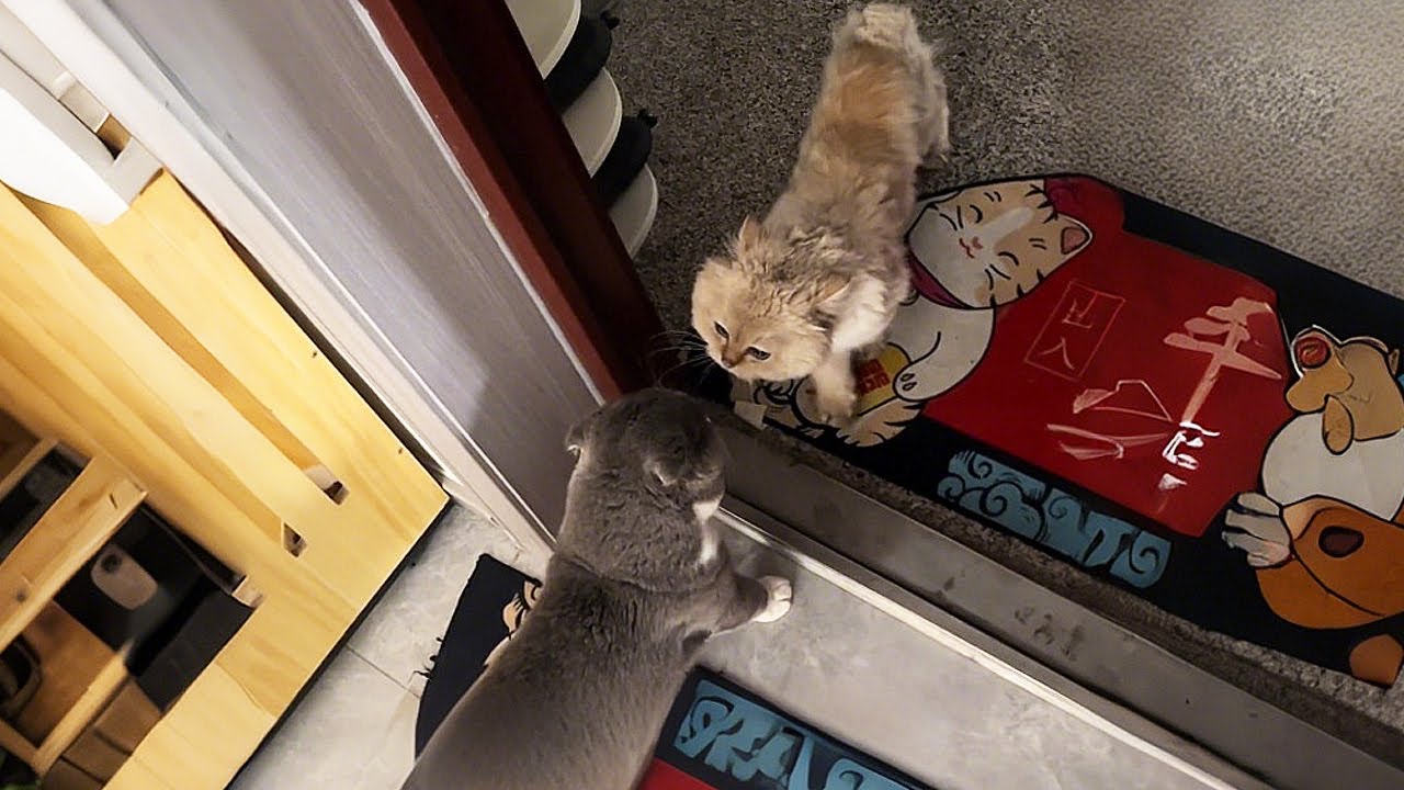 В дом пришёл бродячий кот и тут же надавал моему коту!