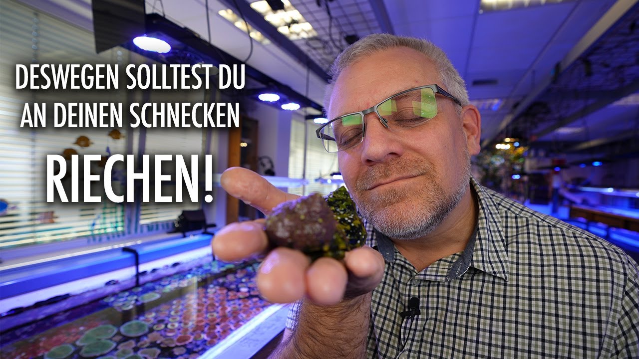 SCHNECKEN im MEERWASSERAQUARIUM... Nach diesem Video kennst du die CLEANING CREW!