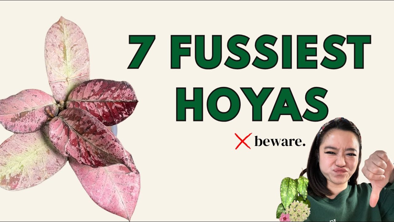 7 Hoyas That Give Me the Most Trouble in My Home 😅