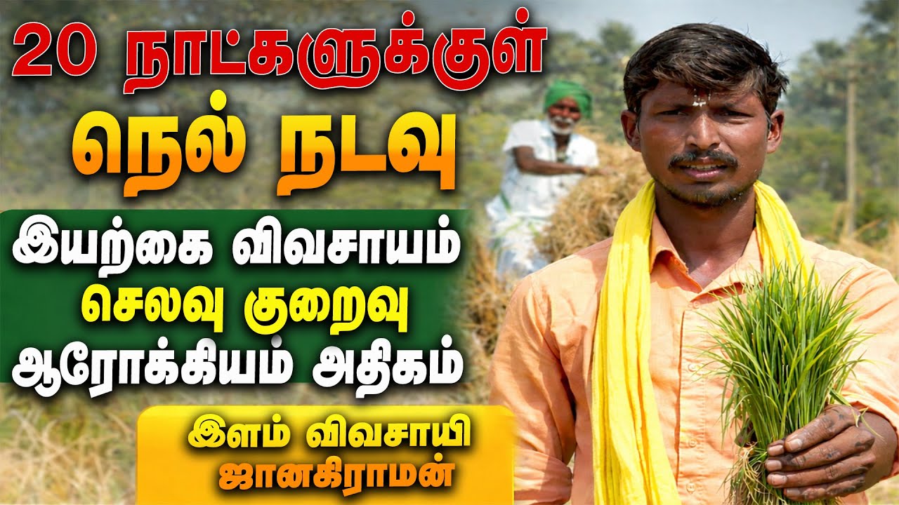 20 நாட்களுக்குள் நெல் நடவு..இயற்கை விவசாயத்தில் செலவு குறைவு – ஆரோக்கியம் அதிகம் | Paddy Cultivation