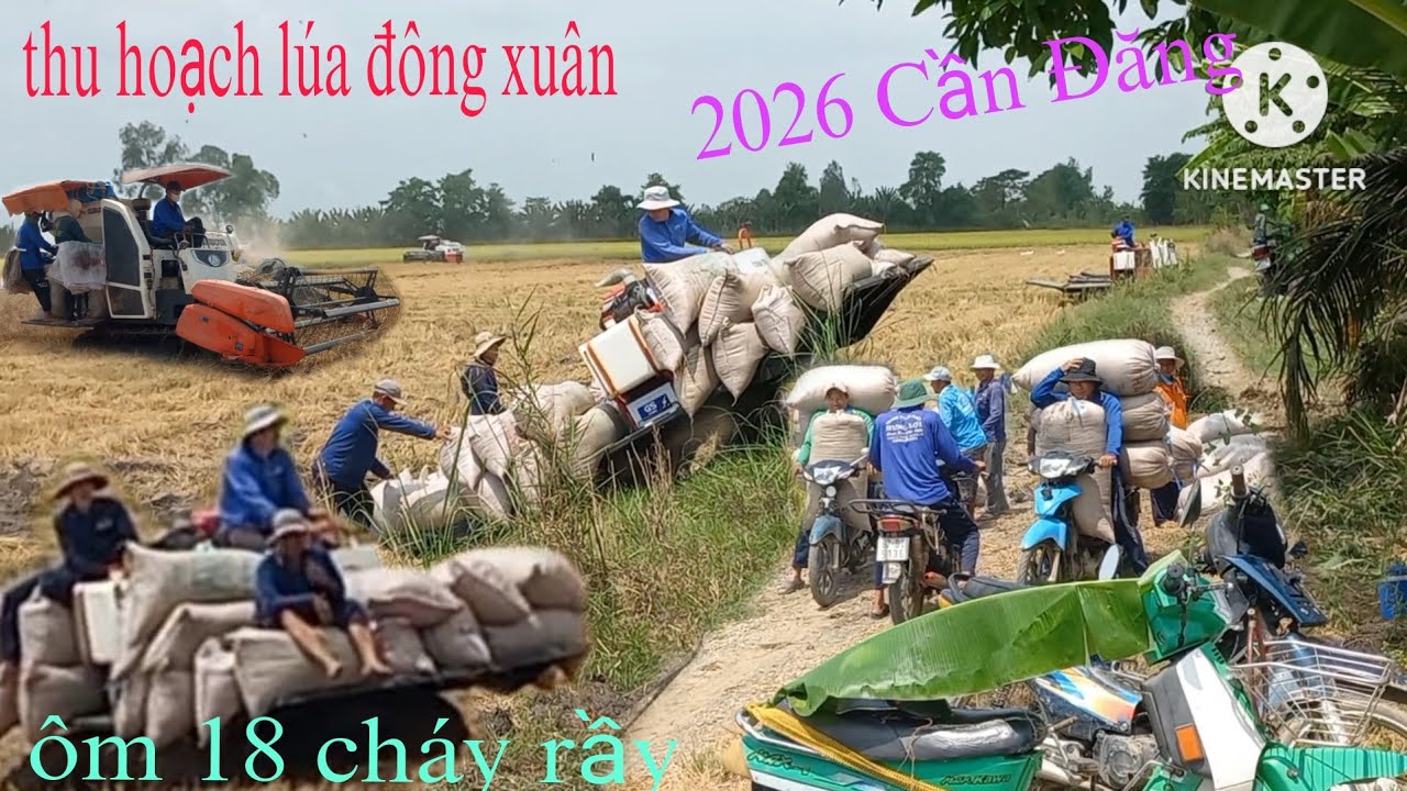 Thu hoạch lúa om18 Cần Đăng cháy rầy quá thất /Cao Đỏ Vlog 