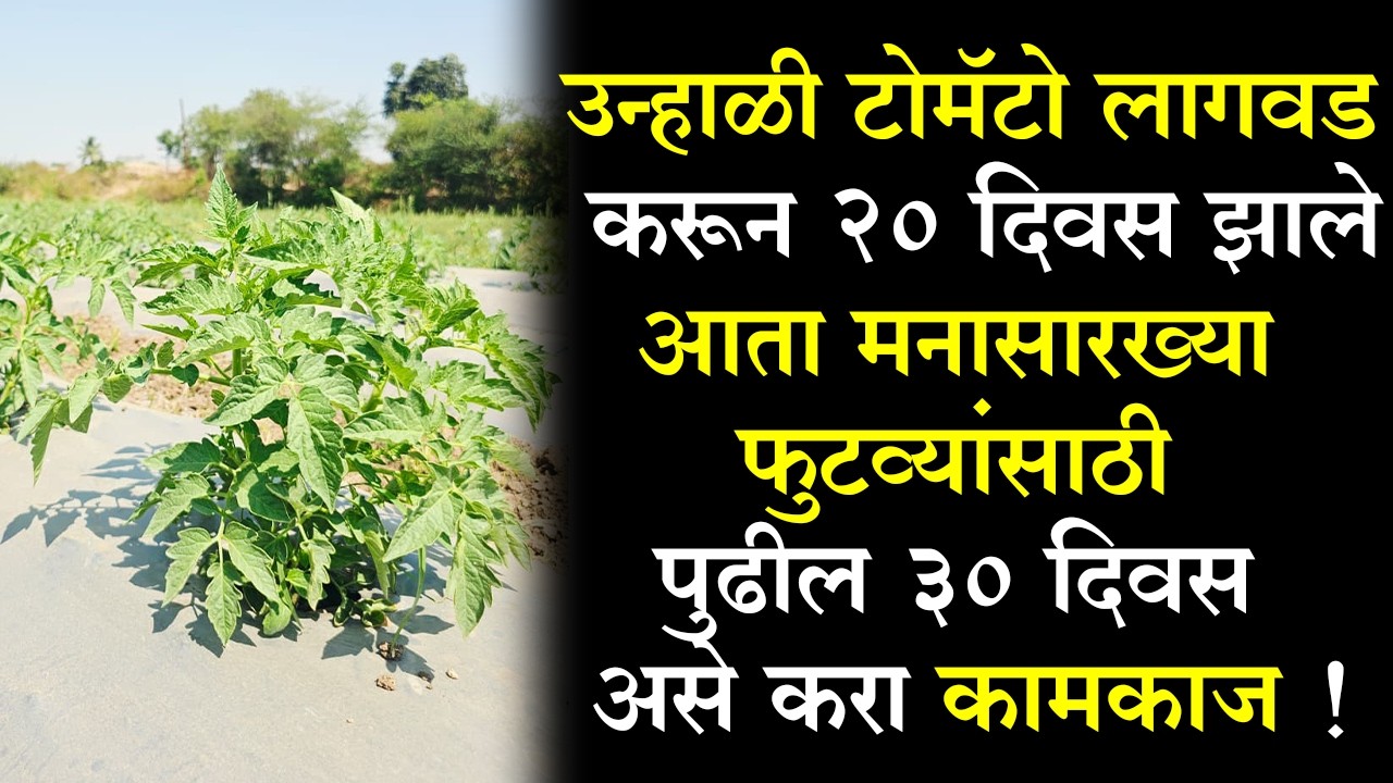 #उन्हाळी #टोमॅटो लागवड करून २० दिवस झाले आता मनासारख्या फुटव्यांसाठी पुढील ३० दिवस असे करा #कामकाज !