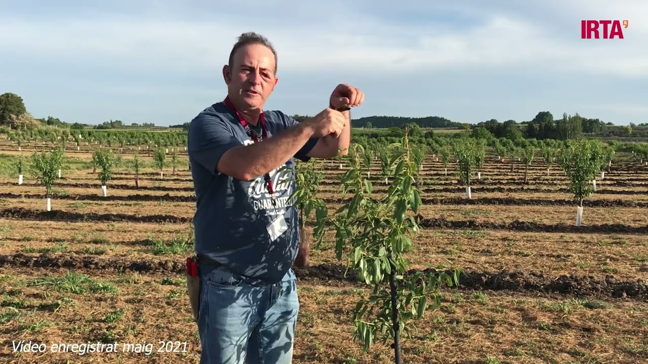 Esporga en verd; varietat d'ametller Vairo (Any 1)(català)
