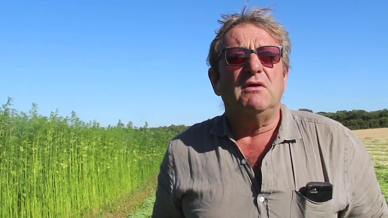 Récolte du chanvre textile dans le Calvados : l'automotrice de fauchage